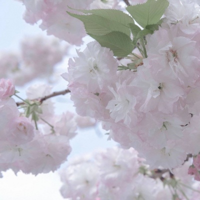 凌海福瑞交流群